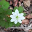 Anemonella thalictroides